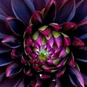 Meet your Posher, Shawnna